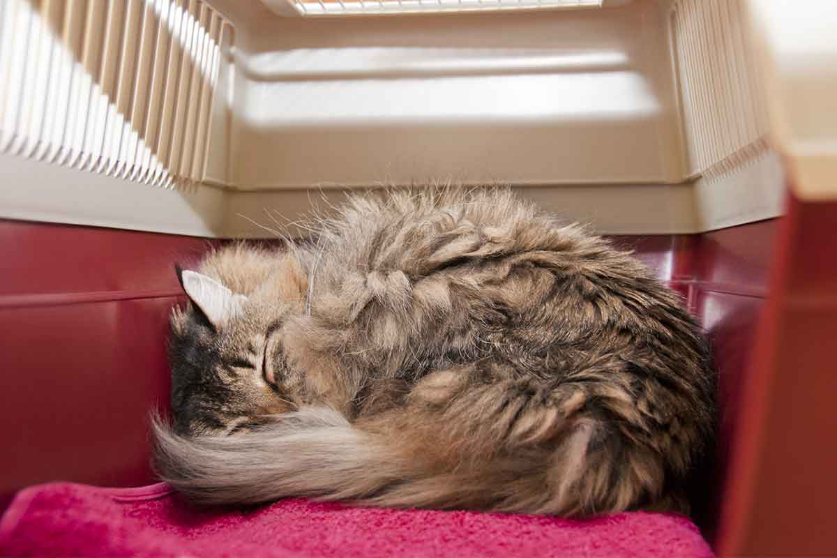 Teach Your Cat To Go Into A Carrier