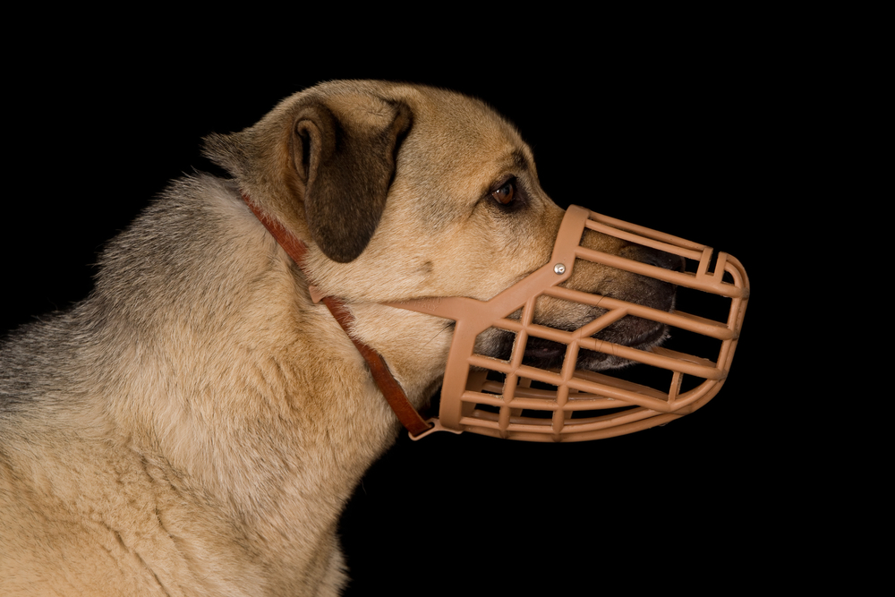 Dog Meets Muzzle