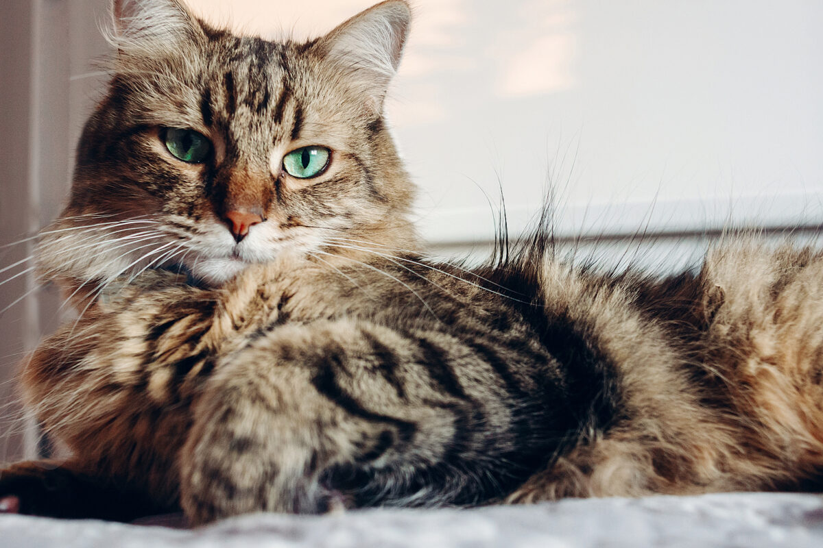 Feline Pheromones