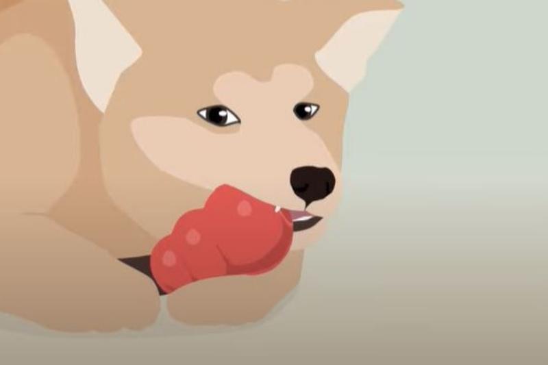 Puppies 101