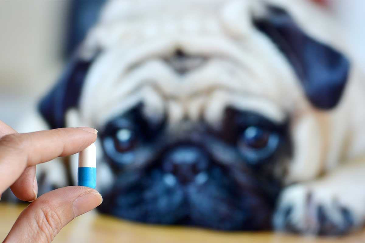 Medicating Your Pet