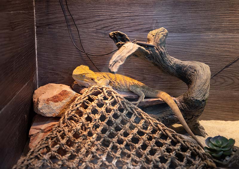 Carousel Slide 14: Exotic Veterinary Care, Littleton MA