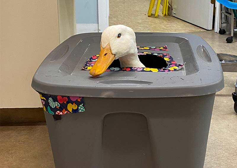 Carousel Slide 15: Goose Veterinary Care, Littleton MA