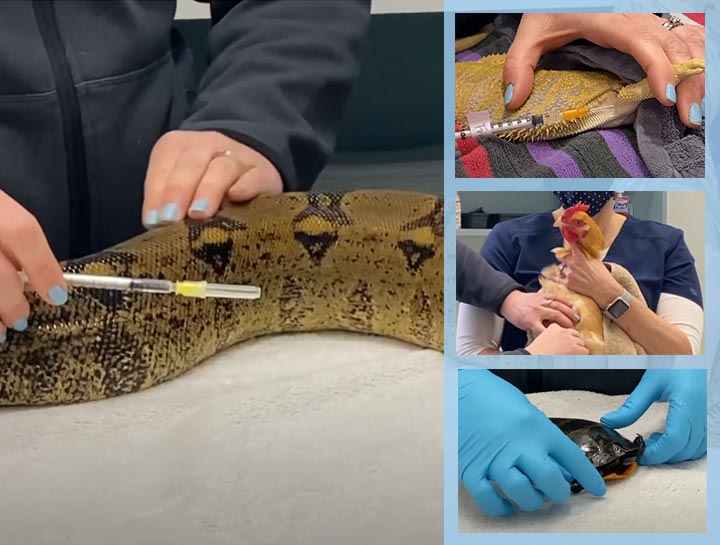 Videos: Intramuscular Injections