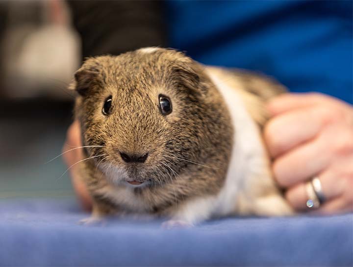 $City Small Animal Veterinarian