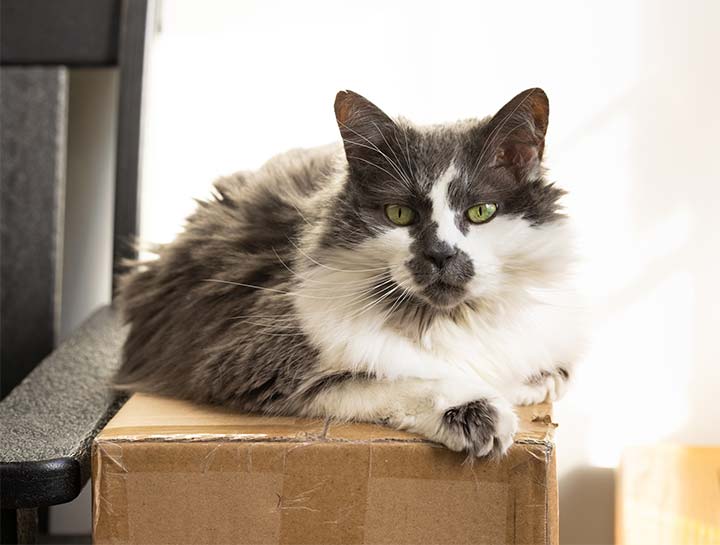 Preventive Care for Cats
