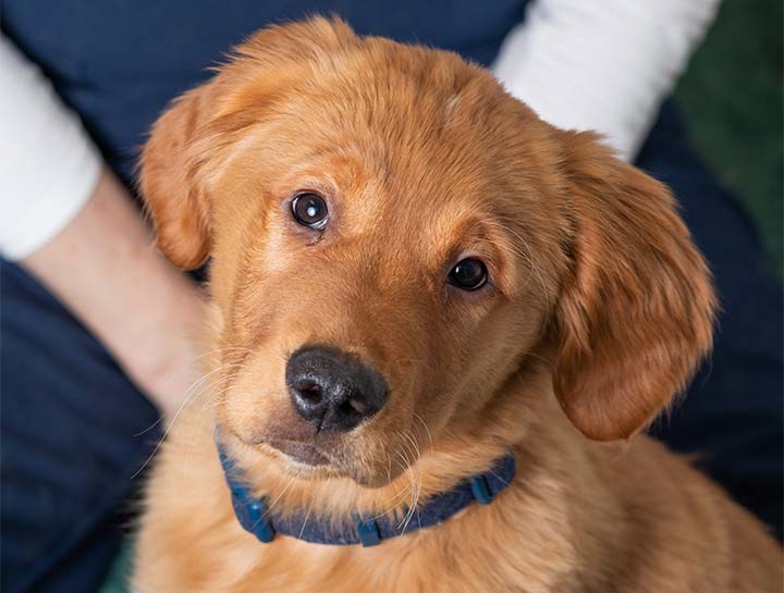 Preventive Care for Dogs