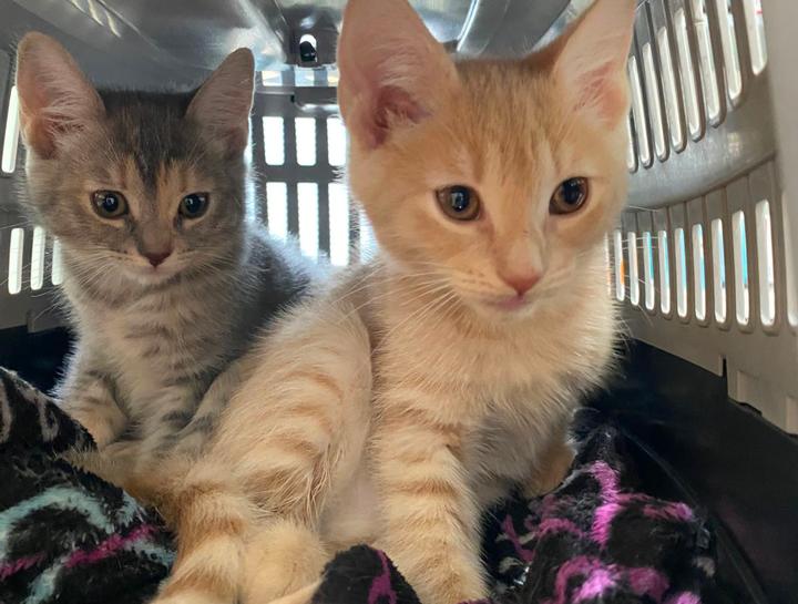 Puppy & Kitten Care 