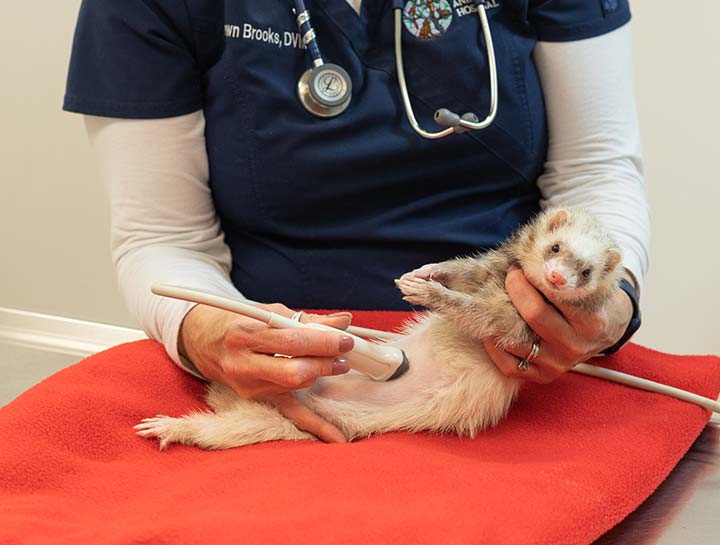 Pet Ultrasound